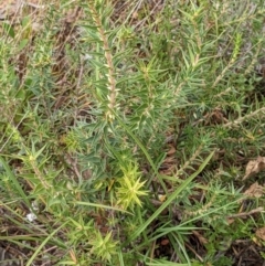 Melichrus urceolatus at Watson, ACT - 28 Jan 2022 10:29 AM