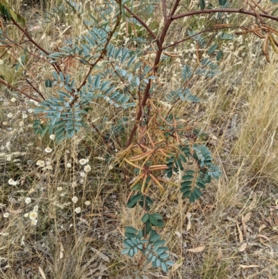 Indigofera australis subsp. australis (Australian Indigo) at Watson, ACT - 27 Jan 2022 by abread111