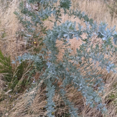 Acacia baileyana (Cootamundra Wattle, Golden Mimosa) at Watson, ACT - 28 Jan 2022 by abread111