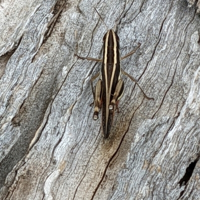 Macrotona australis (Common Macrotona Grasshopper) at Mount Majura - 27 Jan 2022 by abread111