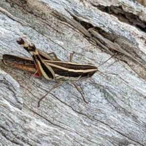 Macrotona australis at Watson, ACT - 28 Jan 2022