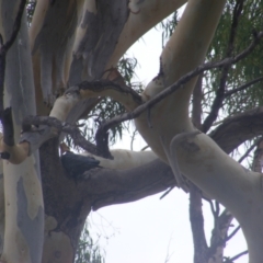 Callocephalon fimbriatum (Gang-gang Cockatoo) at Hughes, ACT - 28 Jan 2022 by MichaelMulvaney