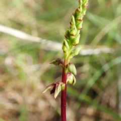 Corunastylis clivicola (Rufous midge orchid) at Cook, ACT - 26 Jan 2022 by CathB