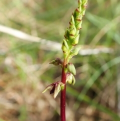 Corunastylis clivicola (Rufous midge orchid) at Cook, ACT - 27 Jan 2022 by CathB