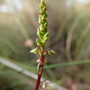 Corunastylis clivicola at Cook, ACT - 27 Jan 2022