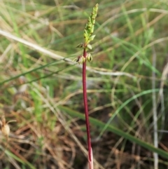 Corunastylis clivicola at Cook, ACT - 27 Jan 2022