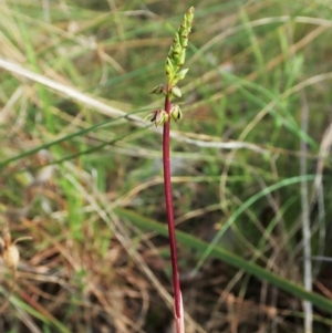 Corunastylis clivicola at Cook, ACT - suppressed