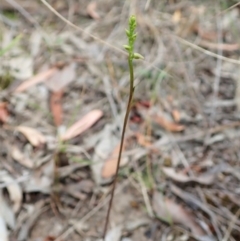 Corunastylis clivicola at Cook, ACT - 27 Jan 2022