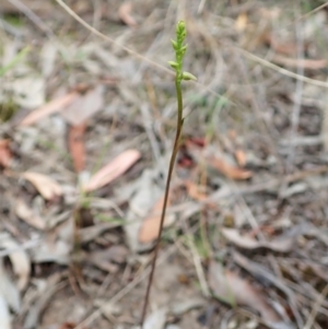 Corunastylis clivicola at Cook, ACT - 27 Jan 2022