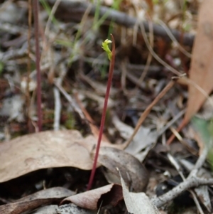 Corunastylis clivicola at Cook, ACT - 27 Jan 2022