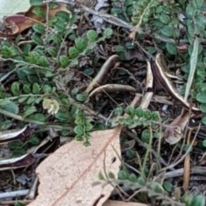 Bossiaea buxifolia at Watson, ACT - 28 Jan 2022