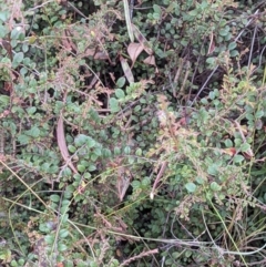 Bossiaea buxifolia at Watson, ACT - 28 Jan 2022