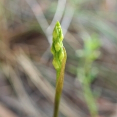 Corunastylis cornuta (Horned Midge Orchid) at Cook, ACT - 27 Jan 2022 by CathB