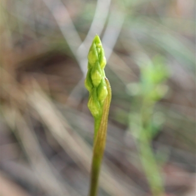 Corunastylis cornuta (Horned Midge Orchid) at Cook, ACT - 26 Jan 2022 by CathB