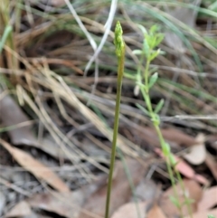 Corunastylis cornuta at Cook, ACT - suppressed