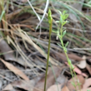 Corunastylis cornuta at Cook, ACT - suppressed