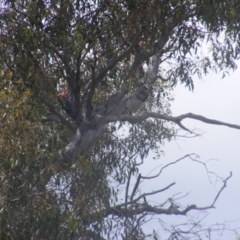 Callocephalon fimbriatum (Gang-gang Cockatoo) at O'Malley, ACT - 28 Jan 2022 by MichaelMulvaney