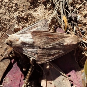 Mythimna (Pseudaletia) convecta at Cook, ACT - 22 Jan 2022 08:38 AM