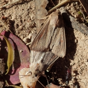 Mythimna (Pseudaletia) convecta at Cook, ACT - 22 Jan 2022 08:38 AM