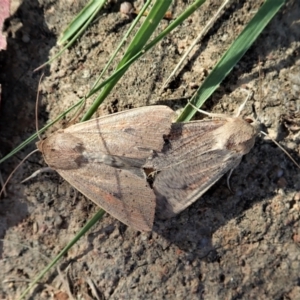 Mythimna (Pseudaletia) convecta at Cook, ACT - 22 Jan 2022 08:38 AM