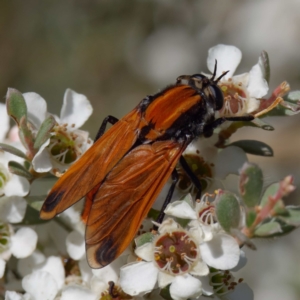 Pelecorhynchus fulvus at Mount Clear, ACT - 27 Jan 2022 02:43 PM