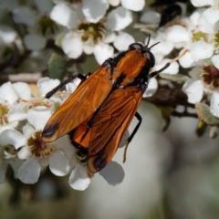 Pelecorhynchus fulvus at Mount Clear, ACT - 27 Jan 2022 02:43 PM