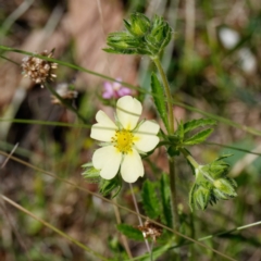 Potentilla recta (Sulphur Cinquefoil) at Mount Clear, ACT - 27 Jan 2022 by DPRees125