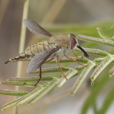 Trichophthalma punctata (Tangle-vein fly) at Stromlo, ACT - 28 Jan 2022 by HelenCross