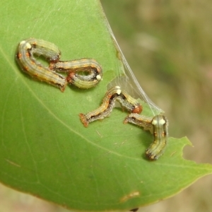 Mnesampela privata at Stromlo, ACT - suppressed