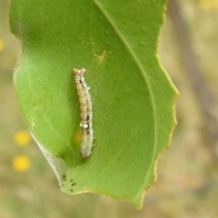 Mnesampela privata at Stromlo, ACT - suppressed