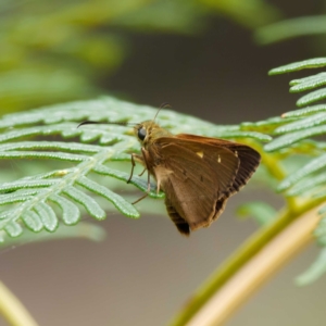 Timoconia flammeata at Paddys River, ACT - 24 Jan 2022