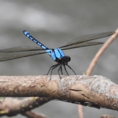 Diphlebia nymphoides (Arrowhead Rockmaster) at Paddys River, ACT - 28 Jan 2022 by HelenCross