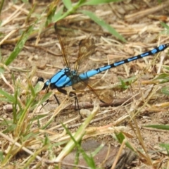 Diphlebia nymphoides at Paddys River, ACT - 28 Jan 2022