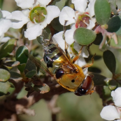 Austalis pulchella (Hover fly) at Mount Clear, ACT - 27 Jan 2022 by DPRees125