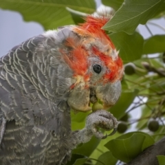 Callocephalon fimbriatum (Gang-gang Cockatoo) at Ainslie, ACT - 28 Jan 2022 by trevsci