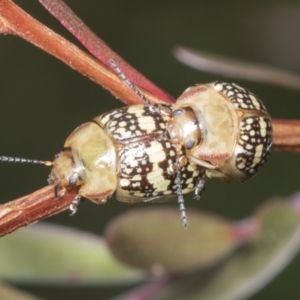 Paropsis pictipennis at Hawker, ACT - 27 Jan 2022