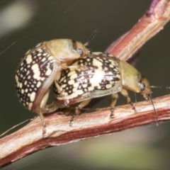 Paropsis pictipennis at Hawker, ACT - 27 Jan 2022 11:55 AM