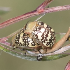 Paropsis pictipennis at Hawker, ACT - 27 Jan 2022 11:55 AM