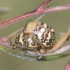 Paropsis pictipennis at Hawker, ACT - 27 Jan 2022