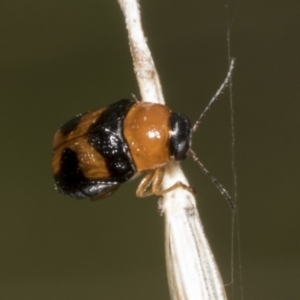 Aporocera (Aporocera) jocosa at Hawker, ACT - 26 Jan 2022