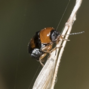 Aporocera (Aporocera) jocosa at Hawker, ACT - 26 Jan 2022 11:41 AM