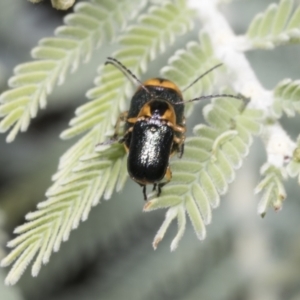 Aporocera (Aporocera) consors at Hawker, ACT - 26 Jan 2022