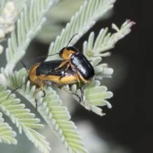 Aporocera (Aporocera) consors at Hawker, ACT - 26 Jan 2022