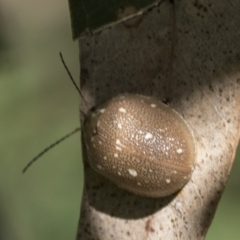 Paropsis aegrota at Hawker, ACT - 27 Jan 2022