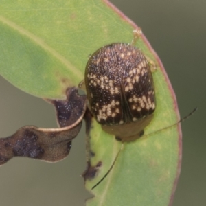 Paropsis aspera at Hawker, ACT - 27 Jan 2022 12:12 PM