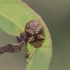 Paropsis aspera at Hawker, ACT - 27 Jan 2022