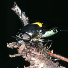 Odontomyia hunteri at Hackett, ACT - 27 Jan 2022