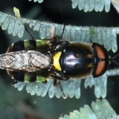 Odontomyia hunteri at Hackett, ACT - 27 Jan 2022