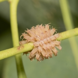 Paropsis atomaria at Hawker, ACT - 26 Jan 2022