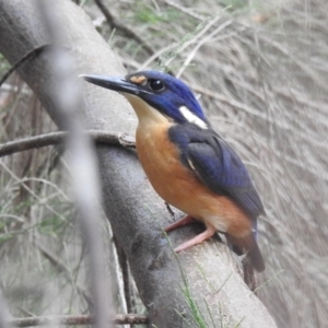 Ceyx azureus at Paddys River, ACT - 28 Jan 2022